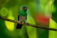 Kolibrik rezavoocasy - Amazilia tzacatl - Rufous-tailed Hummingbird o2550
